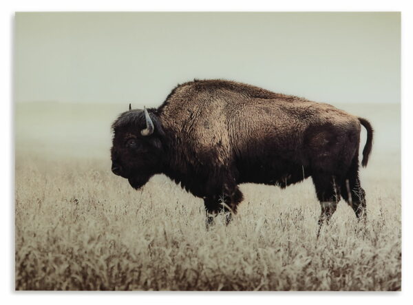 Brutus - Sepia - Wall Art - Image 3